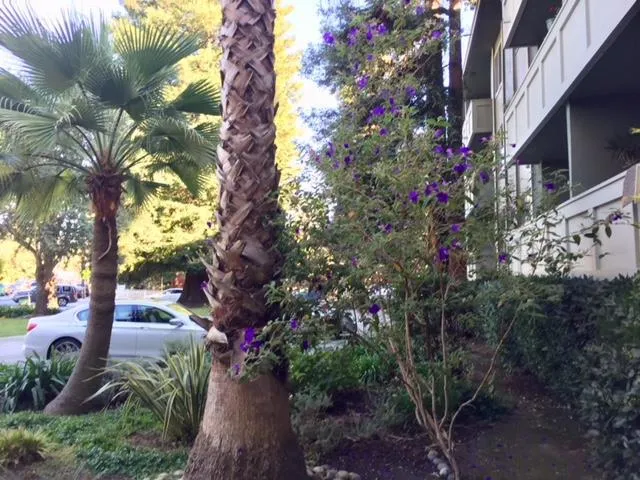 1458 Hudson Street 107, Redwood City, California 94061
