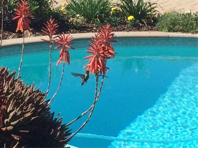 Hummingbirds are regularly attracted by the colorful flowers.
