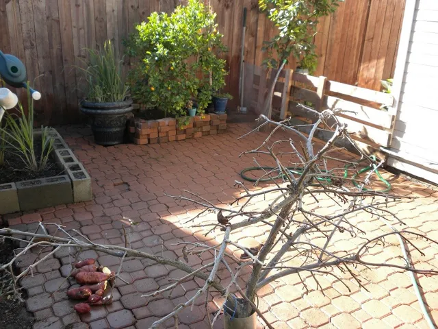 8444 Walker Street 6, La Palma, California 90623