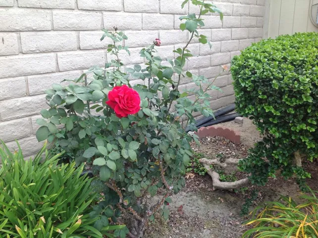 photo 4 (5)