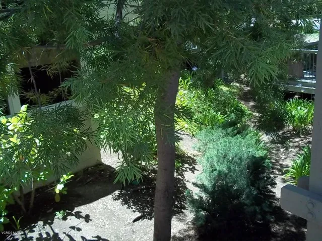 Beautiful trees & greenbelt