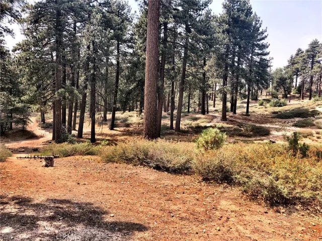 TRAILS RIGHT OUT YOUR DOOR! VIEW FROM CABIN