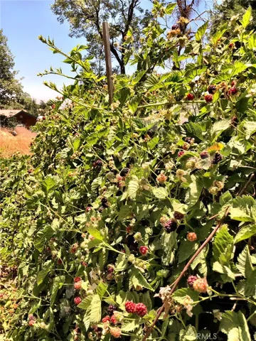BERRIES GALORE!