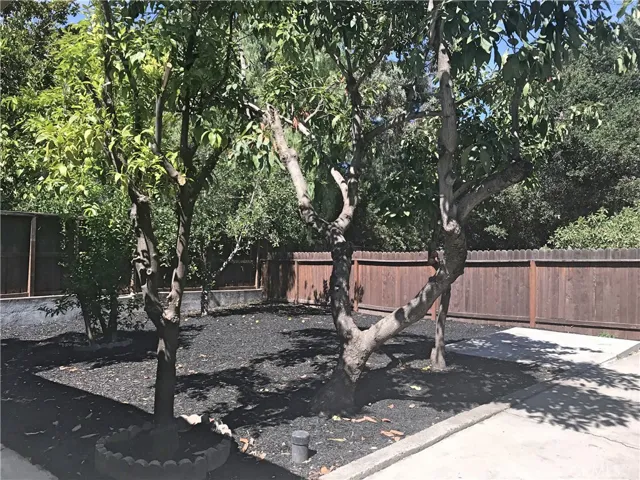 Back yard
