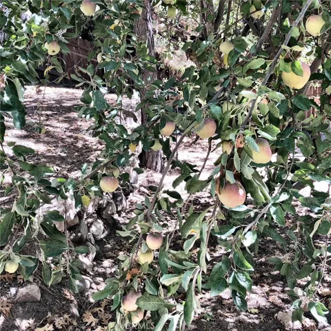 APPLE TREE!