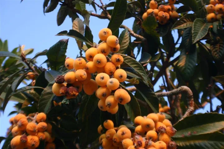 The bountiful garden offers; loquats, peaches, apples, plums, pears, lemons, avocados, grapes, passion fruit,  kale, and raspberries
