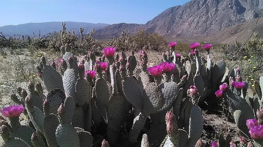 Borrego Valley Rd, Borrego Springs, California 92004