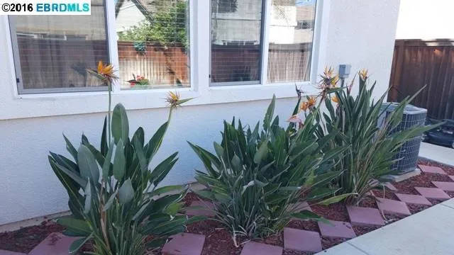 814 Shasta Daisy, Brentwood, California 94513