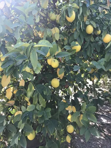 Mature Citrus Trees