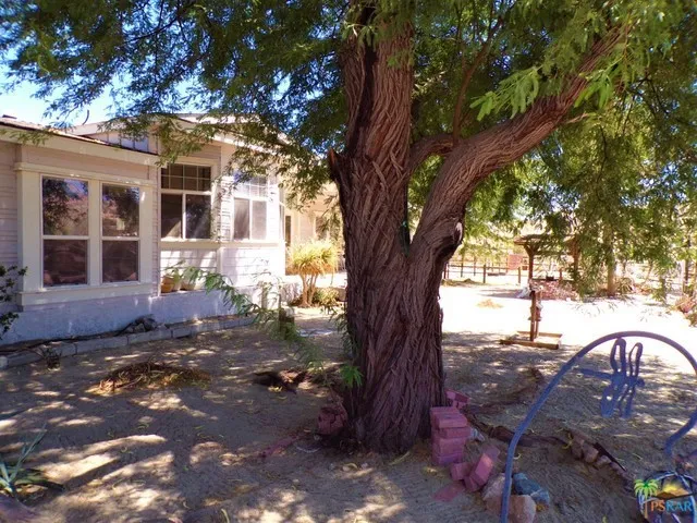 Shade Trees Everywhere