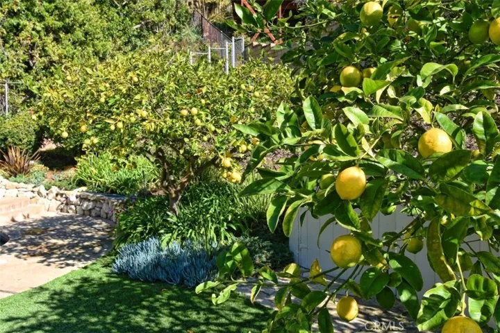 Healthy fruit producing lemon trees.