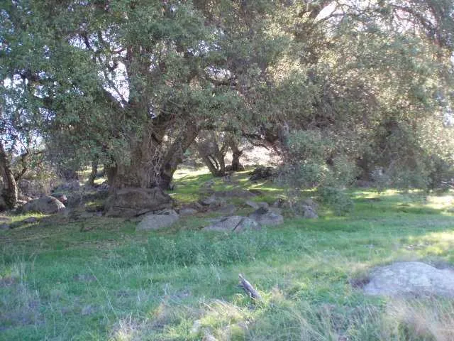 This property features many mature oak trees.