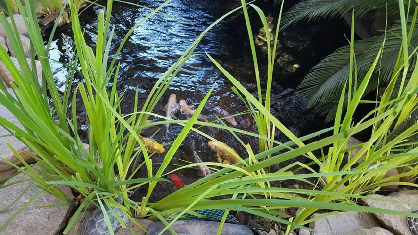 Koi Pond