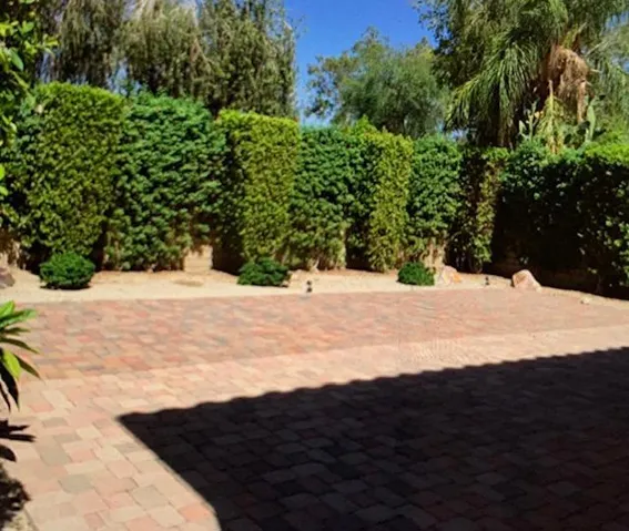 Backyard 1