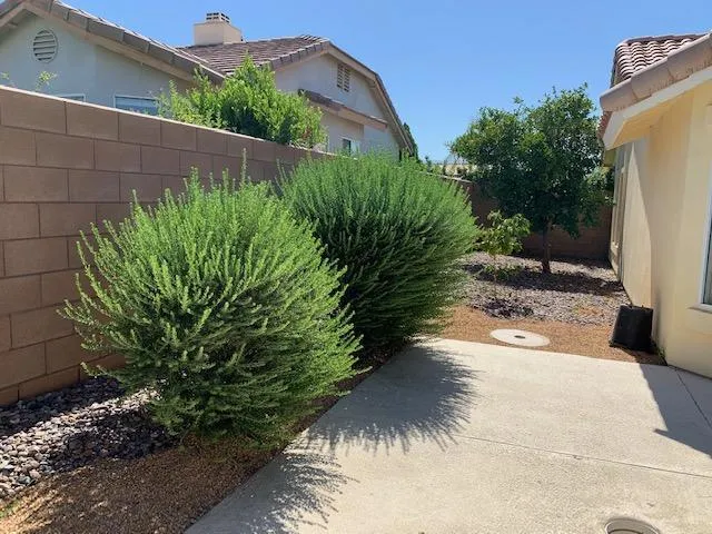 pic - south side yard