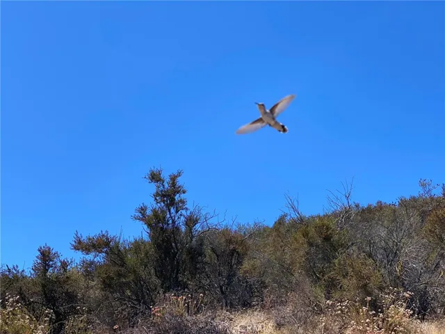 Don’t be suprised if hummingbirds come to greet you.