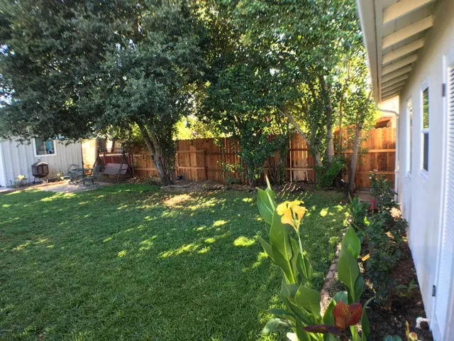 Backyard 7