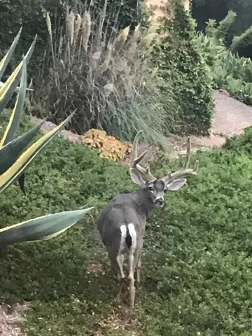 3000 Foothill deer 1