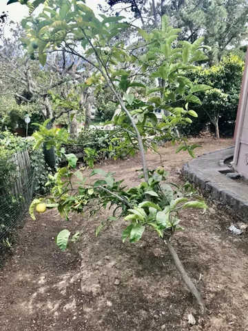100 Virginia Avenue, Belmont, California 94002
