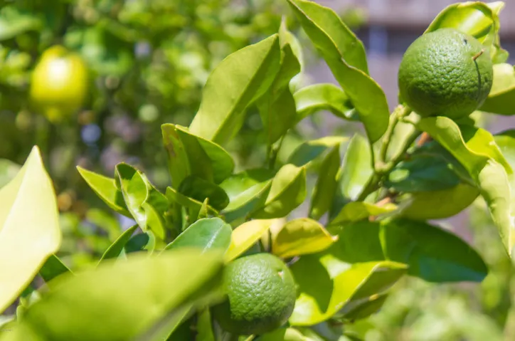 21.2 - The 88 - Limes - Sterling_Granger