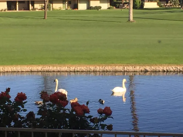2swans