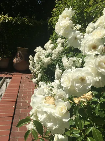 765 University Avenue, Palo Alto, California 94301