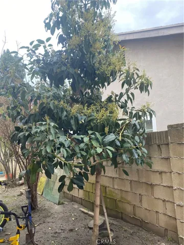 Avocado Tree