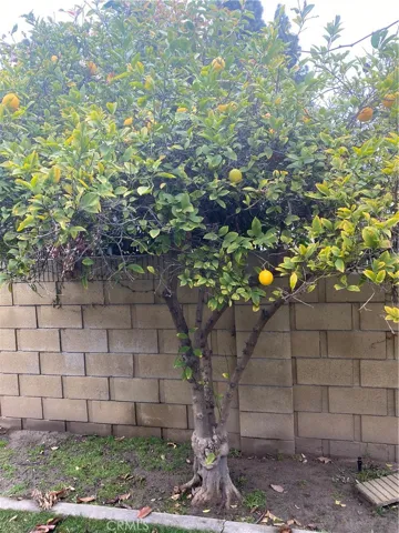 Lemon Tree