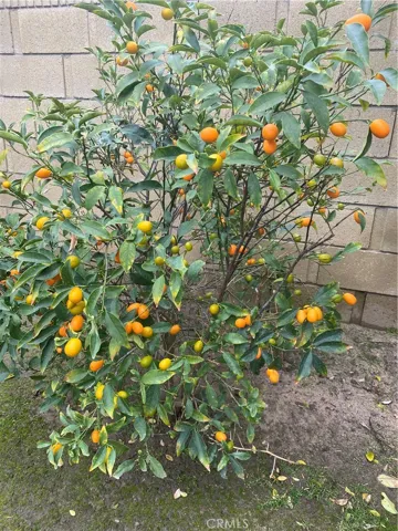Kumquat Tree