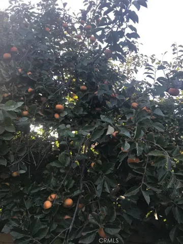 Persimmon Tree