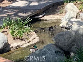 Creek trickling