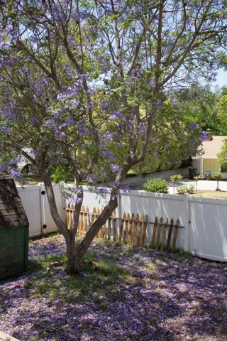 Jacaranda in bloom