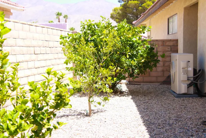 Backyard-6626