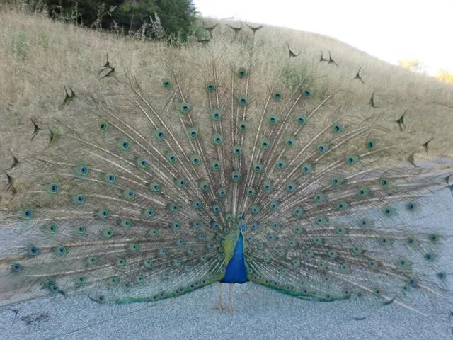 13215 Peacock Court, Cupertino, California 95014