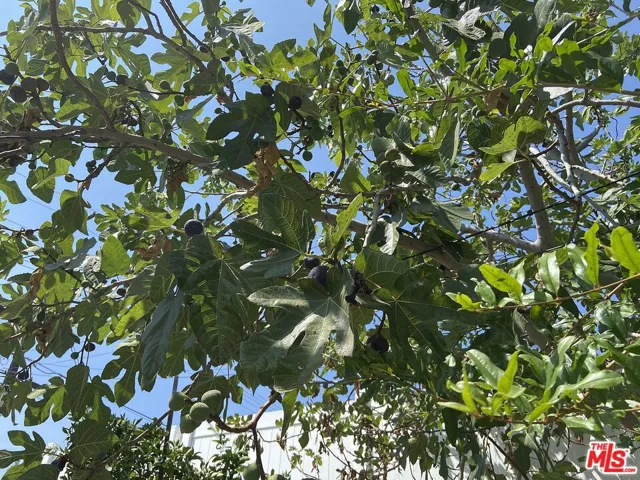 Fig Tree??!