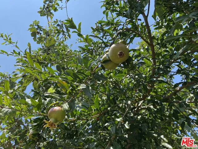 Pomegranate Tree??!