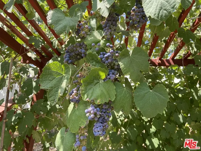 Backyard Grapes??!