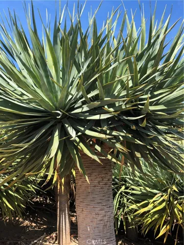 Dragon trees sell for over $1k each