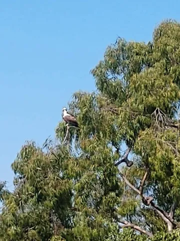 Wildlife outside back patios
