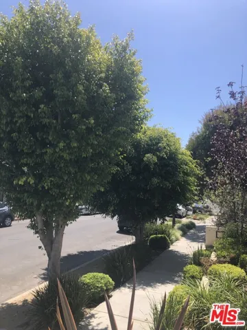 Tree-lined street