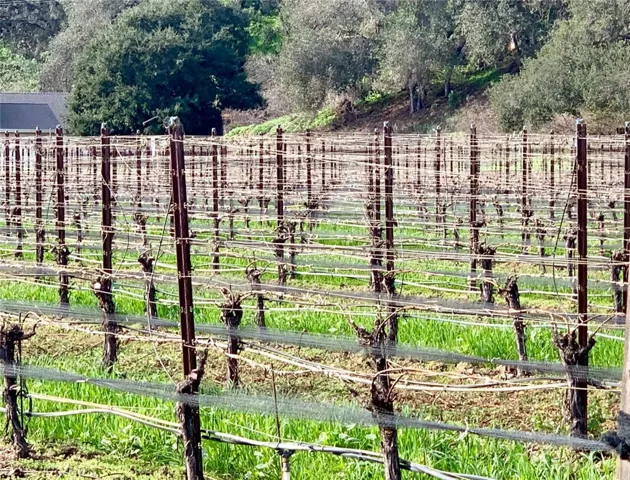Monte Sereno Vineyard