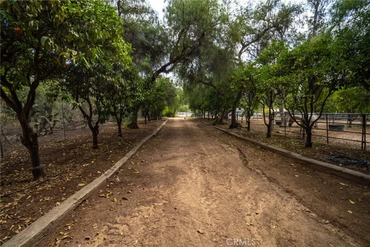 Citrus lined entry to the property
