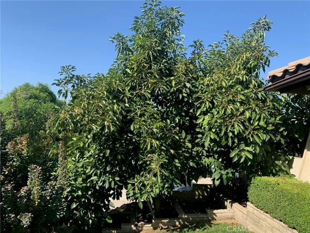 View of a large avocado tree.