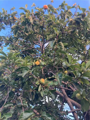 Persimmon Tree in the front yard!