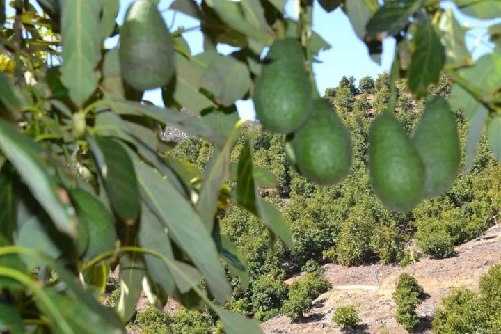 0 W Sandia Creek, Fallbrook, California 92028