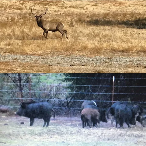 The Ranch is home to deer, pigs, elk, eagles and more.