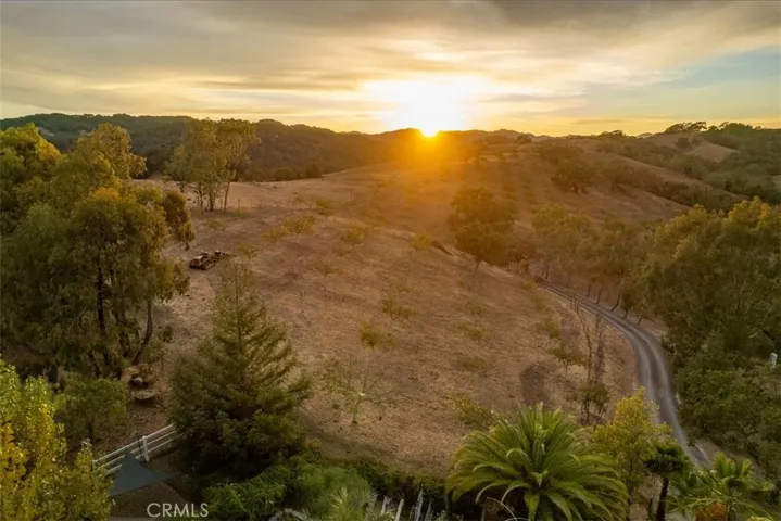 Walnut Orchard at sunset