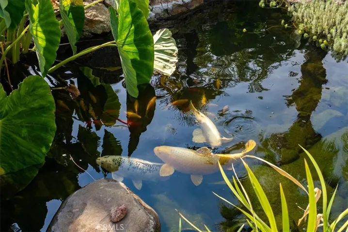 Giant Koi in pond
