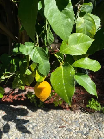 , Milpitas, California 95035