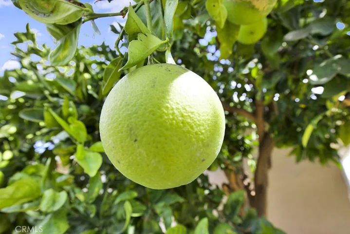 Orange Tree & Tangerine